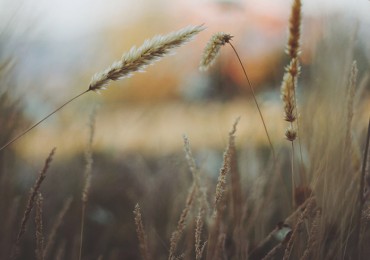 Something about Grass Field